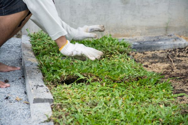 Ground Cover Planting in Pueblo