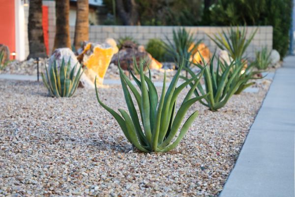 Drought Resistant Landscaping in Pueblo
