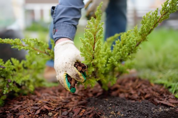 Church Mulching in Pueblo