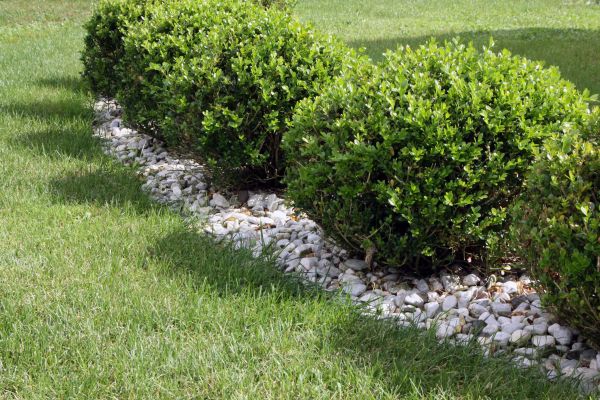 Boxwood Planting in Pueblo