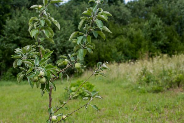 Apple Tree Planting in Pueblo