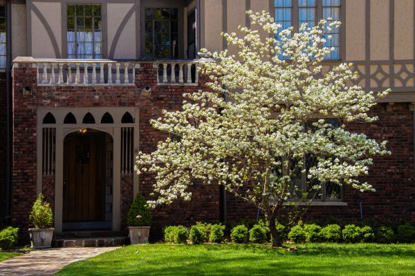 Dogwood Tree Planting in Pueblo