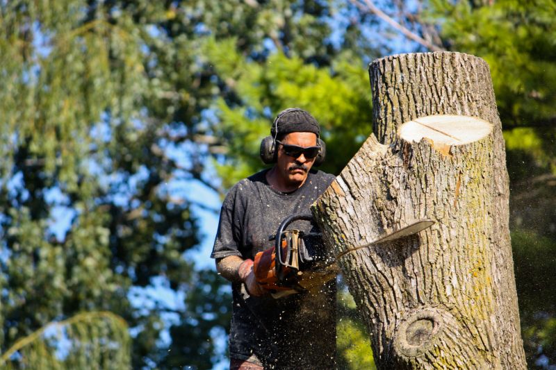 Arborist Pruning